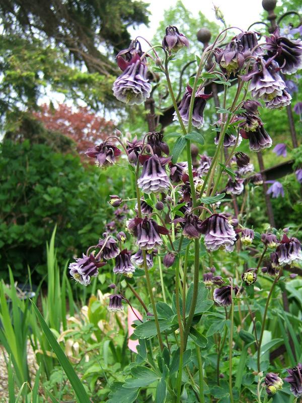 Aquilegia (aquilegia columbine) samen for anpflanzung in home garten