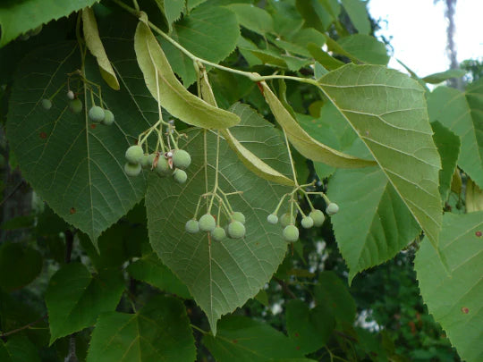 American Basswood Baum Samen zur Aussaat – lang Blüte Saison – Traditionssorte & ohne Gentechnik Samen Hausgarten