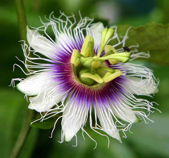 Lila Passiflora Blumensamen zur Aussaat – Schnitt Blume beliebt – Traditionssorte & ohne Gentechnik Samen Hausgarten