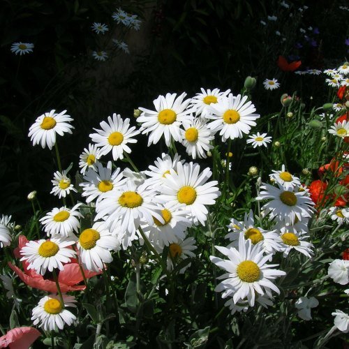 Weiß & Gelb Chrysantheme Blumensamen zur Aussaat – sonnenliebend – Traditionssorte & ohne Gentechnik Samen Hausgarten