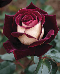 Weiß Braun Rose Blumensamen zur Aussaat leuchtend Traditionssorte & ohne Gentechnik Samen Hausgarten
