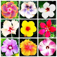 Hibiskus Blumensamen zur Aussaat hochwertige Qualitäts- Traditionssorte & ohne Gentechnik Samen Hausgarten
