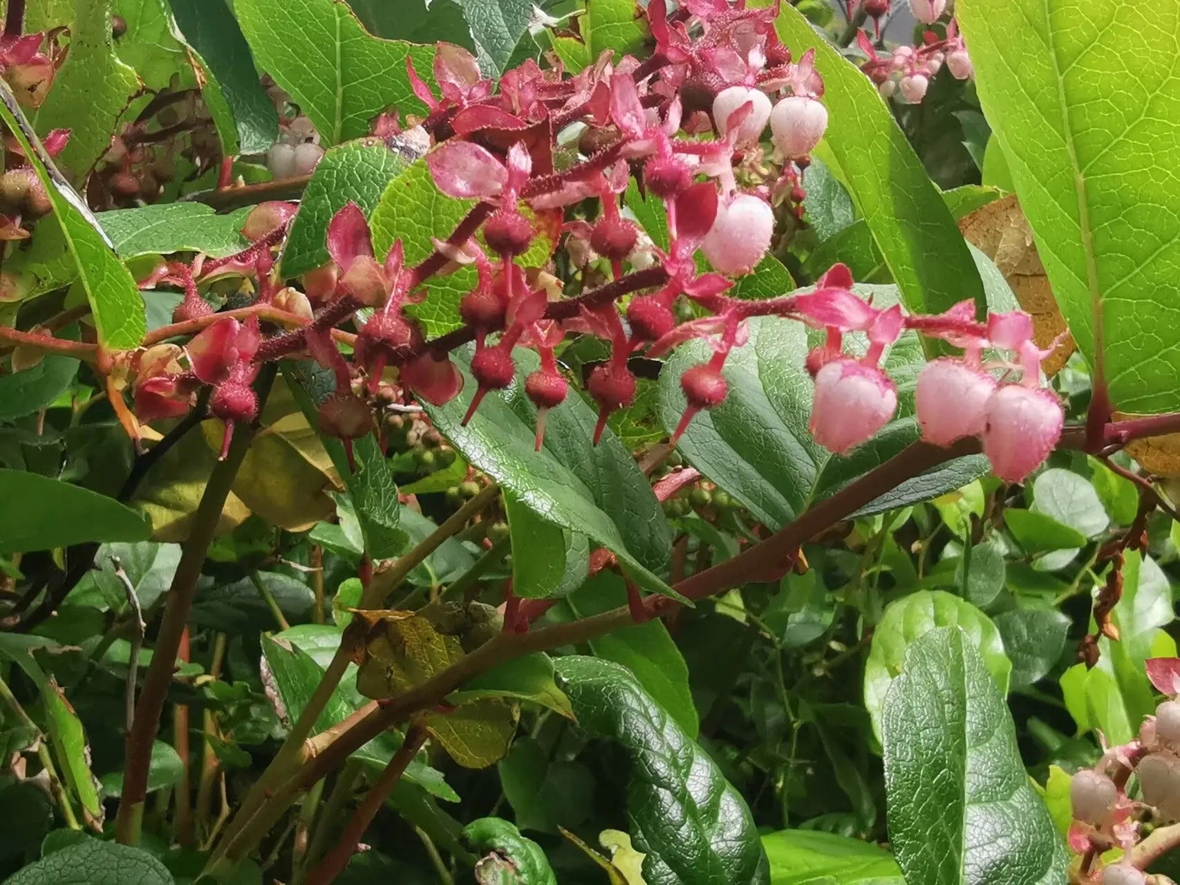salal berry gaultheria shallon shrub samen pink white flowers blue fruit