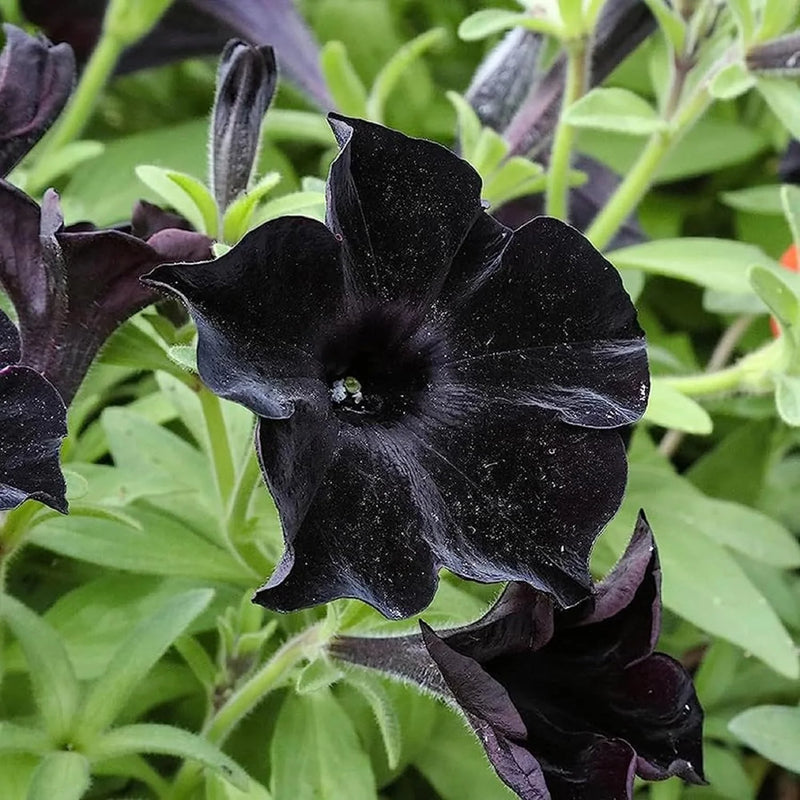 Schwarz Velvet Petunie Blumensamen zur Aussaat – saisonal Dauerblüher – Traditionssorte & ohne Gentechnik Samen Hausgarten