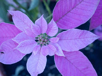 Violett Weihnachtsstern Blumensamen zur Aussaat leuchtend Traditionssorte & ohne Gentechnik Samen Hausgarten