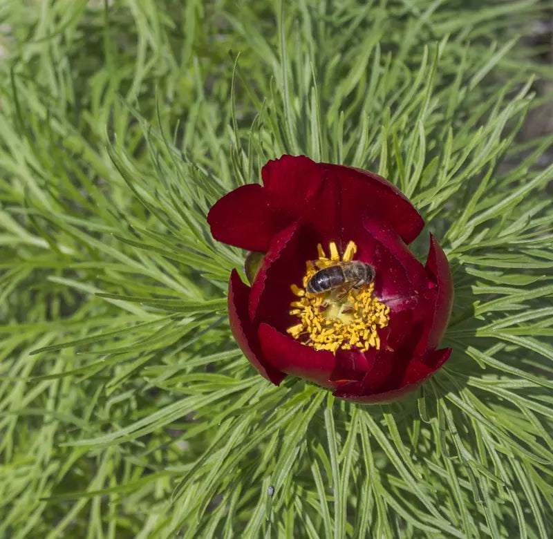 Tenuifolia Blumensamen zur Aussaat saisonal Dauerblüher Traditionssorte & ohne Gentechnik Samen Hausgarten