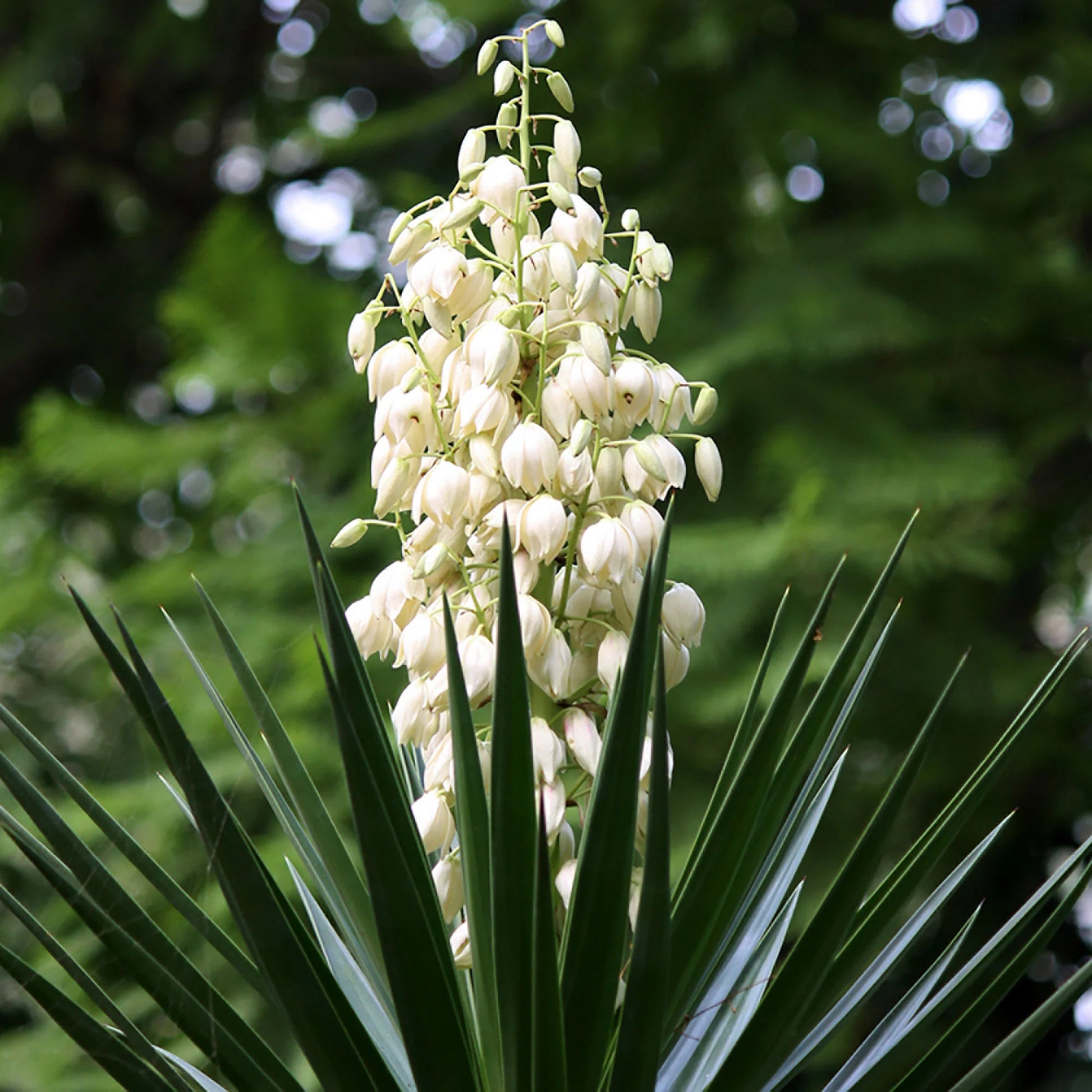 Weiß Yucca Filamentosa Blumensamen zur Aussaat farbenfroh Schau Traditionssorte & ohne Gentechnik Samen Hausgarten