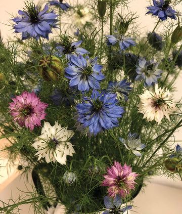 Gemischt Nigella Damascena Blumensamen zur Aussaat – farbenfroh Schau – Traditionssorte & ohne Gentechnik Samen Hausgarten