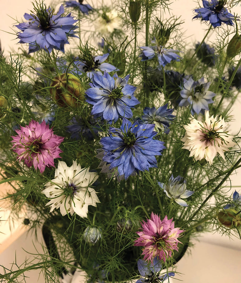 Gemischt Nigella Damascena Blumensamen zur Aussaat – farbenfroh Schau – Traditionssorte & ohne Gentechnik Samen Hausgarten