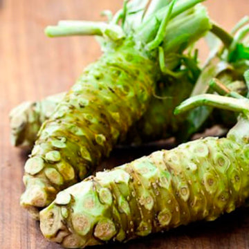 Wasabi Gemüse Samen zum Pflanzen