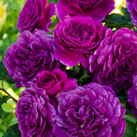 Rosa Lila kletternd Rose Blumensamen zur Aussaat – Garten beliebt – Traditionssorte & ohne Gentechnik Samen Hausgarten