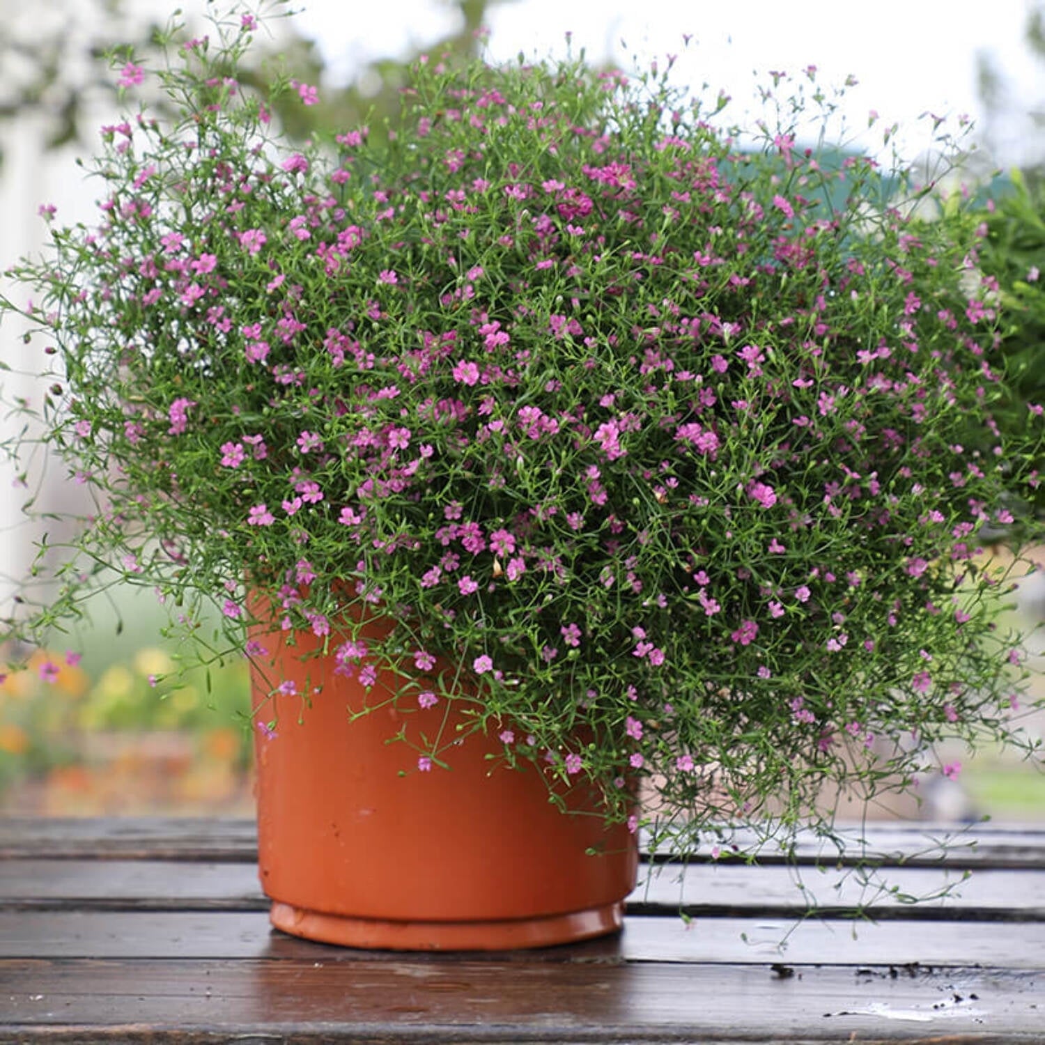 Gypsophila Gypsy tief Rose Samen Soft Garten Blüten