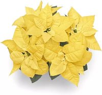 Gelb poinsettia anpflanzung samen