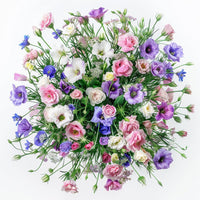 Gemischt Lisianthus Sapphire Blumensamen zur Aussaat – saisonal Dauerblüher – Traditionssorte & ohne Gentechnik Samen Hausgarten