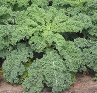 Kale Brassica oleracea Gemüse Samen zum Pflanzen in Gemüse Patch