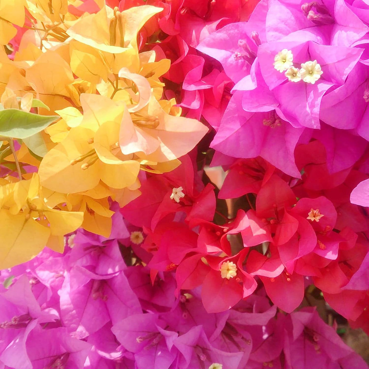 Mixed color bougainvillea blume samen for anpflanzung colorful display heirloom & gmo free samen for home garten
 
 sale samen for home garten anpflanzung