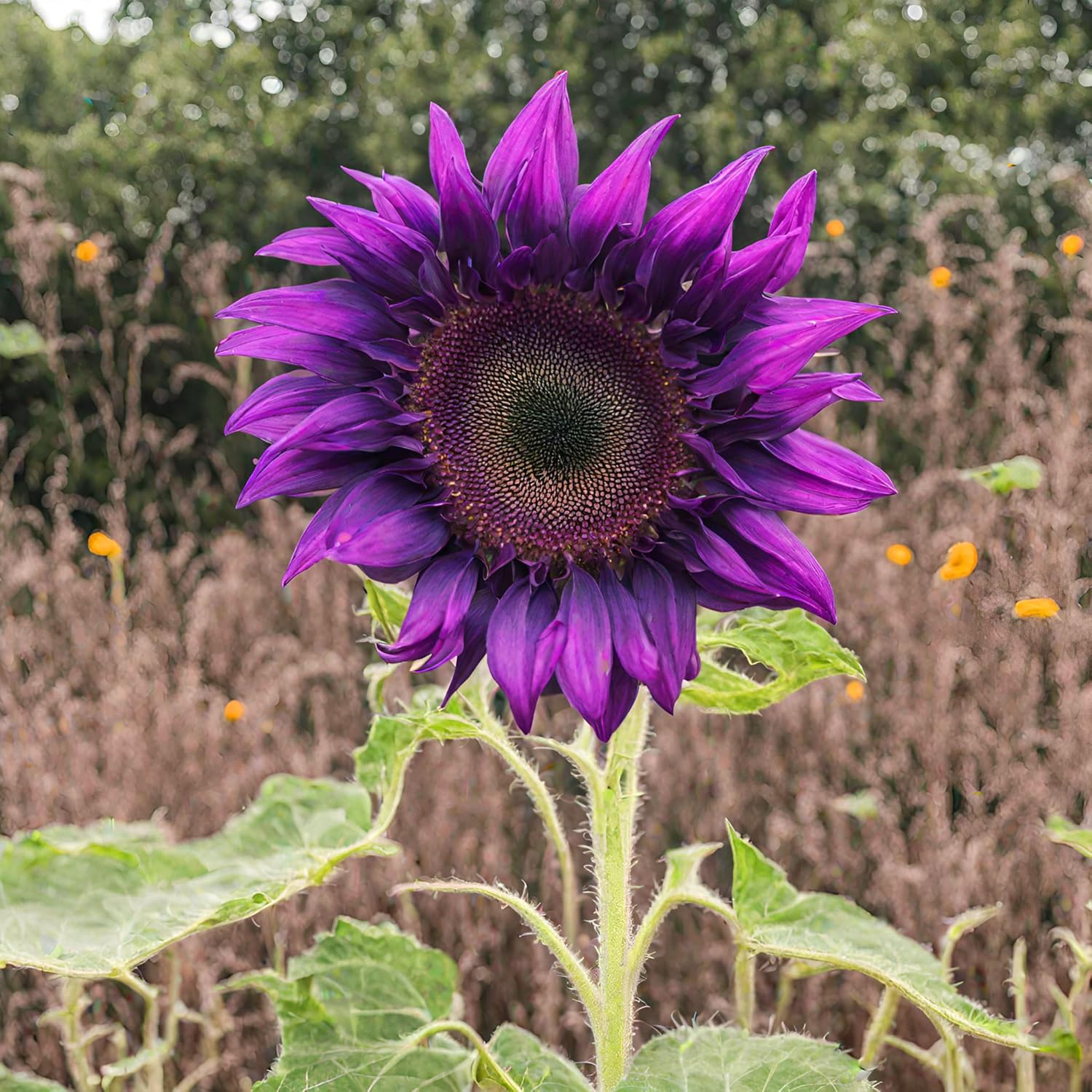 Lila Sonnenblume mehrjährig Blumensamen zur Aussaat duftend Blüten Traditionssorte & ohne Gentechnik Samen Hausgarten