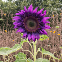 Lila Sonnenblume mehrjährig Blumensamen zur Aussaat duftend Blüten Traditionssorte & ohne Gentechnik Samen Hausgarten