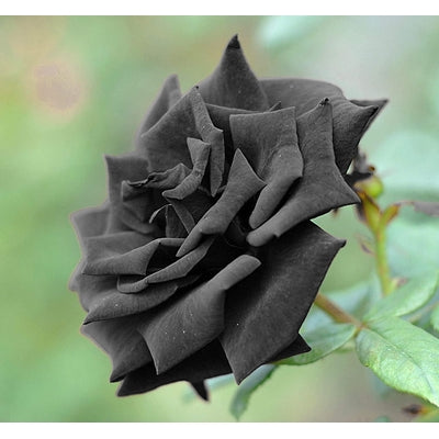 Gray Rose Blumensamen zur Aussaat leuchtend Traditionssorte & ohne Gentechnik Samen Hausgarten