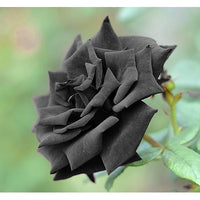 Gray Rose Blumensamen zur Aussaat leuchtend Traditionssorte & ohne Gentechnik Samen Hausgarten
