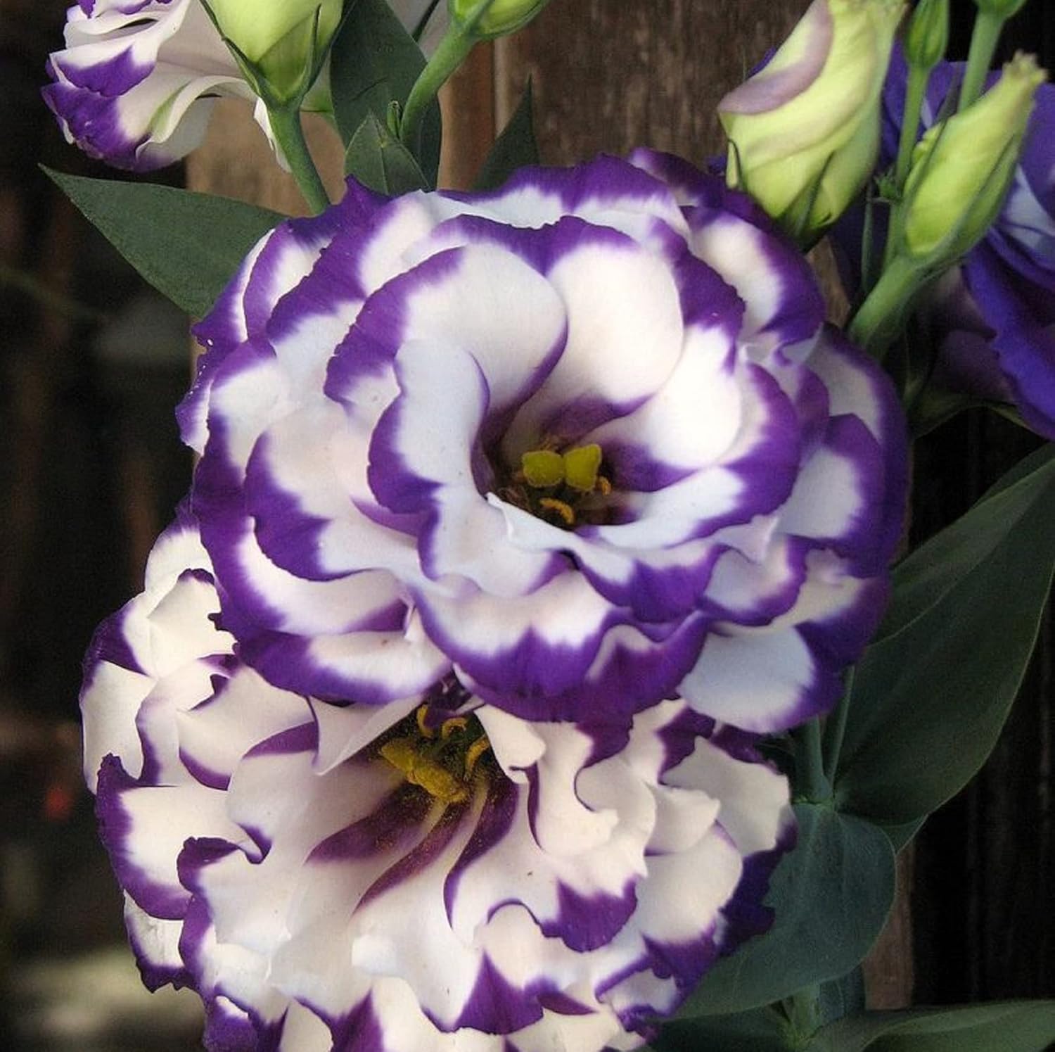 Violet weiß lisianthus blume samen for vibrant floral displays - perfect anpflanzung in gardens and