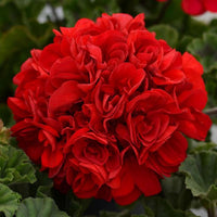Rot geranium breakaway blume samen for anpflanzung - drought tolerant, heirloom & gmo free samen for home garten
 
 sale samen for home garten