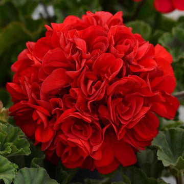 Rot geranium breakaway blume samen for anpflanzung - drought tolerant, heirloom & gmo free samen for home garten
 
 sale samen for home garten