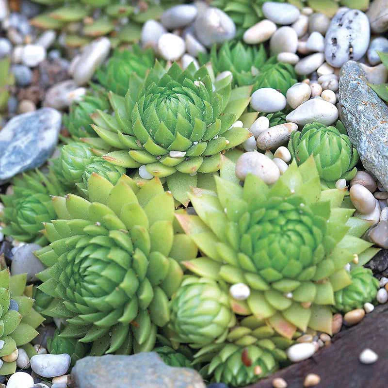 Hens and chicks blume samen for anpflanzung - sun loving, heirloom & gmo free samen for home garten
 
 sale samen for anpflanzung in home garten