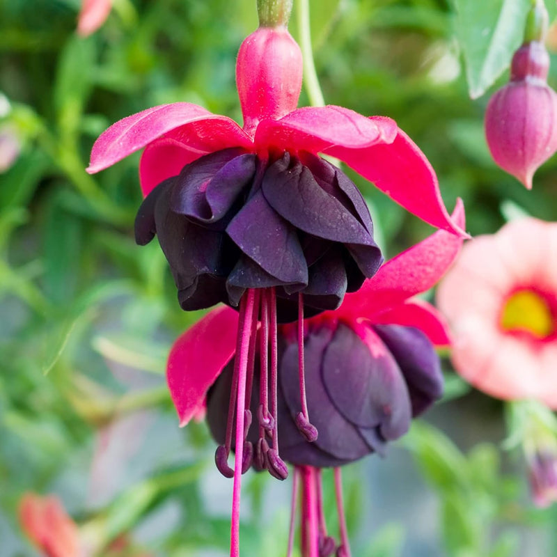 Schwarz Rosa Fuchsie Blumensamen zur Aussaat – Garten beliebt – Traditionssorte & ohne Gentechnik Samen Hausgarten