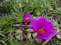 Traditionssorte Moss Blumensamen zur Aussaat sonnenliebend Traditionssorte & ohne Gentechnik Samen Hausgarten
