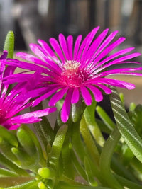 Lila Delosperma Cooperi Blumensamen zur Aussaat Halbschatten verträglich Traditionssorte & ohne Gentechnik Samen Hausgarten