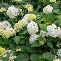 Hortensie Blumensamen Blumensamen zur Aussaat Garten beliebt Traditionssorte & ohne Gentechnik Samen Hausgarten