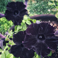 Schwarz Petunie Blumensamen zur Aussaat – Bestäuber freundlich – Traditionssorte & ohne Gentechnik Samen Hausgarten