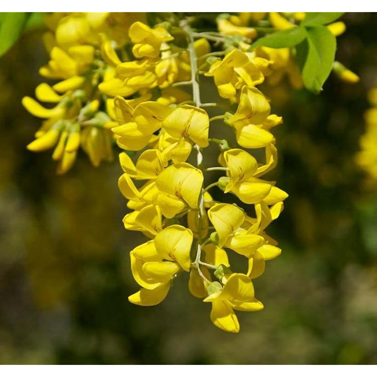 Golden Chain Blumensamen zur Aussaat elegant Garten Blüten