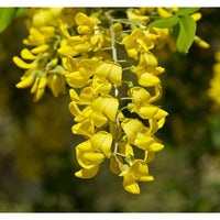 Golden Chain Blumensamen zur Aussaat elegant Garten Blüten