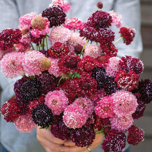 Scabiosa Blumensamen zur Aussaat Landhaus Garten wichtig Traditionssorte & ohne Gentechnik Samen Hausgarten