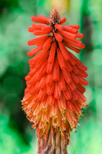 Rot Gelb Poker Blumensamen zur Aussaat Landhaus Garten wichtig Traditionssorte & ohne Gentechnik Samen Hausgarten