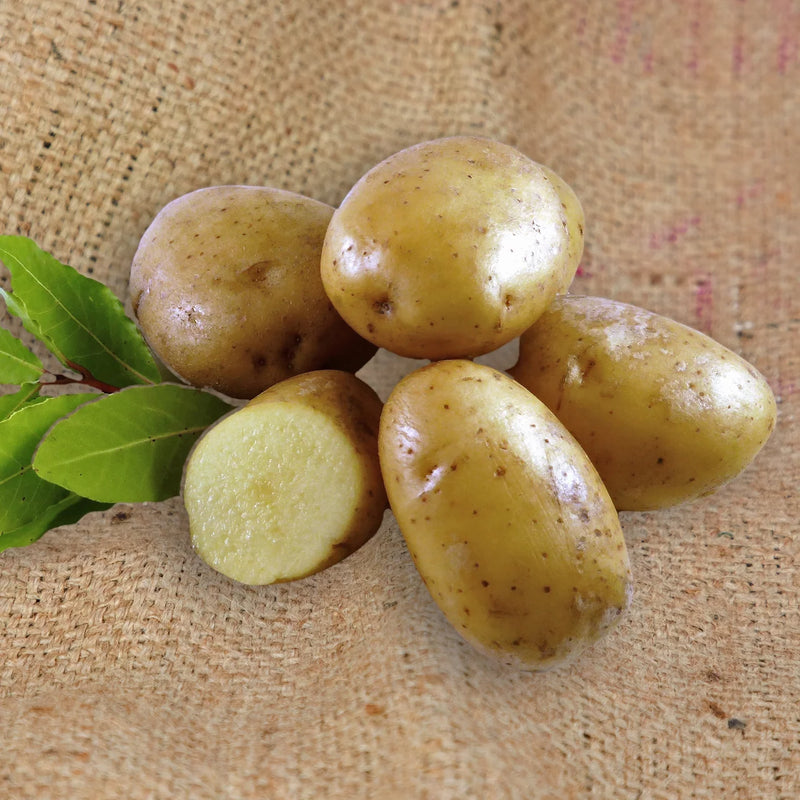Semillas de patata marrón para una siembra sencilla