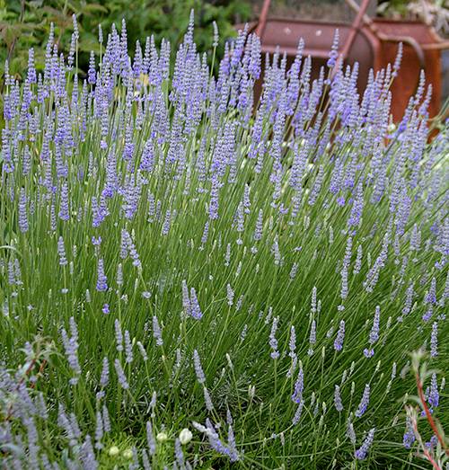 Provence Lavendel Blumensamen zur Aussaat robust Sorte Traditionssorte & ohne Gentechnik Samen Hausgarten