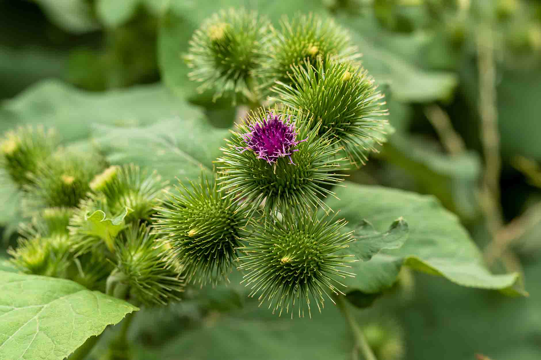 Granjas Bardana Blumensamen zur Aussaat – Wildblume Mischung – Traditionssorte & ohne Gentechnik Samen Hausgarten
