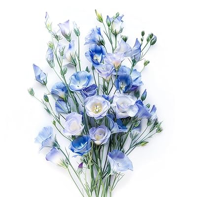 Silk blau lisianthus blume samen for anpflanzung perfect for borders heirloom & gmo free samen for home garten 
 
 sale for anpflanzung in home garten