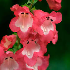 Rot penstemon scarlet blume samen anpflanzung