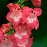 Rot penstemon scarlet blume samen anpflanzung