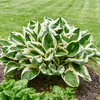 Grün Blau Hosta Blumensamen zur Aussaat – lang Blüte Saison – Traditionssorte & ohne Gentechnik Samen Hausgarten