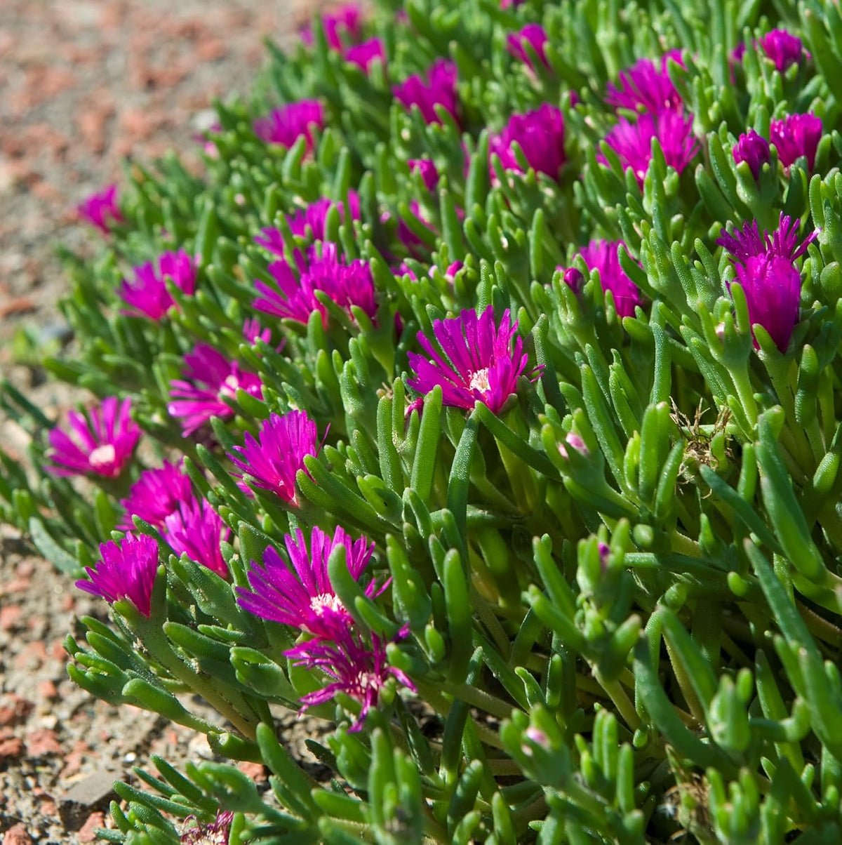 Lavender delosperma blume samen for anpflanzung - low maintenance, heirloom & gmo free samen for home garten
 
 sale for anpflanzung in home garten