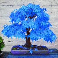 Blau Metasequoia Samen einfache Aussaat