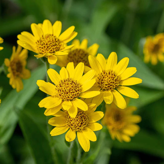 Gelb Mountain Arnica Blume Samen zur Aussaat