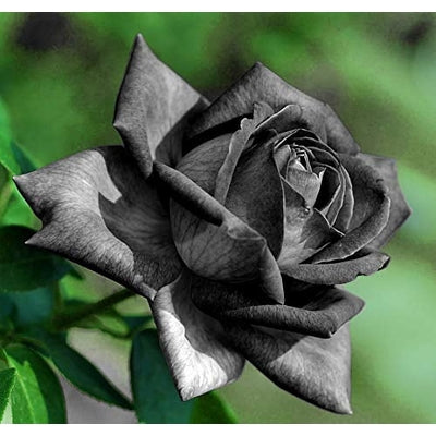 Gray Weiß Rose Blumensamen zur Aussaat Bestäuber freundlich Traditionssorte & ohne Gentechnik Samen Hausgarten