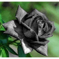 Gray Weiß Rose Blumensamen zur Aussaat Bestäuber freundlich Traditionssorte & ohne Gentechnik Samen Hausgarten