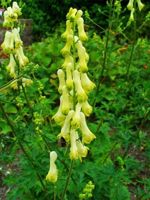 Lycoctonum Blumensamen zur Aussaat Drought verträglich Traditionssorte & ohne Gentechnik Samen Hausgarten